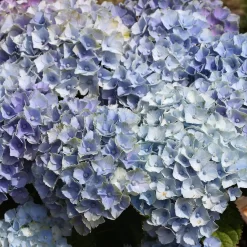Hydrangea Macrophylla 'Bela'