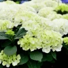 Hydrangea Macrophylla 'Bianco'