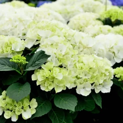 Hydrangea Macrophylla 'Bianco'
