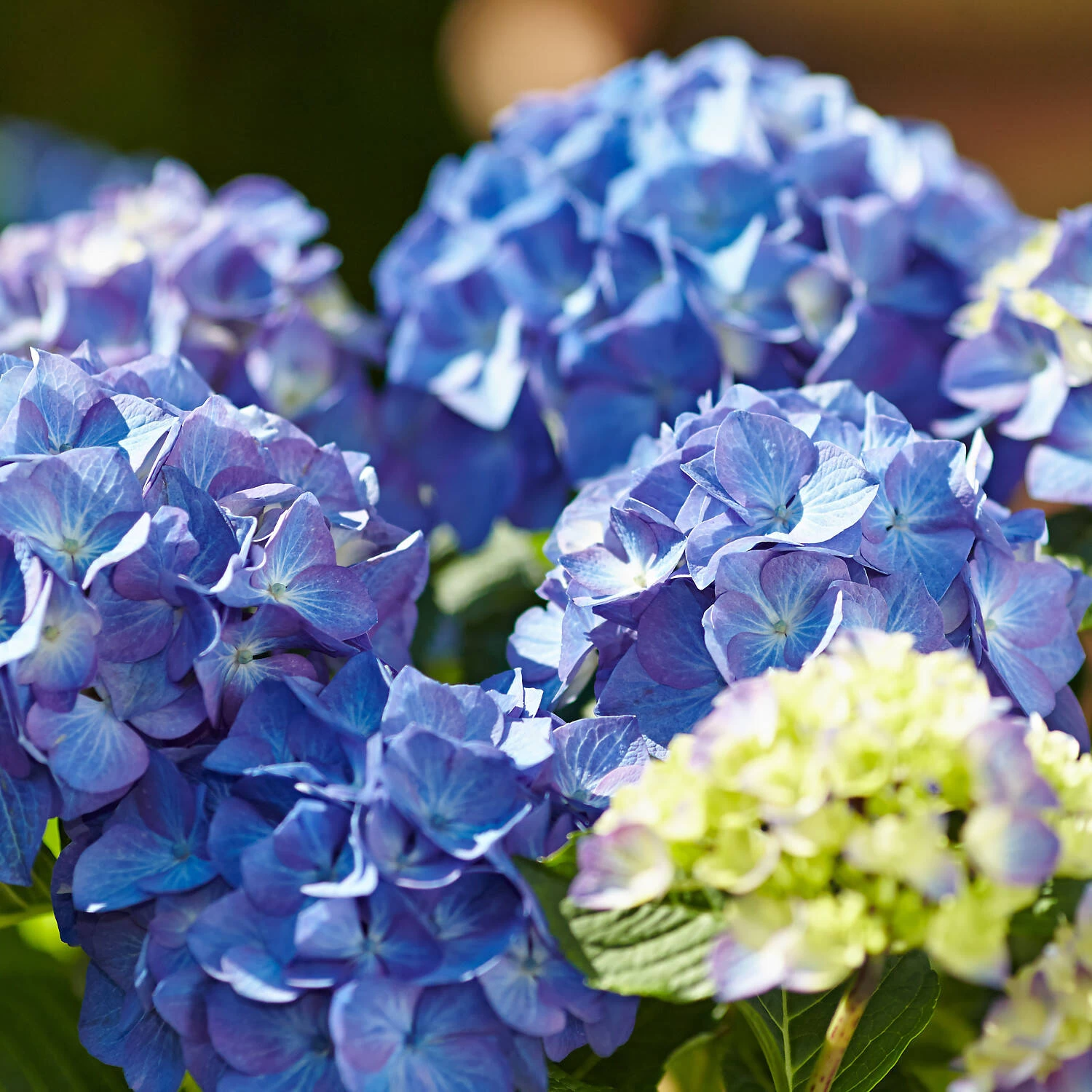 Hydrangea Macrophylla 'Diva Fiore' ® (Blau)