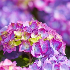 Hydrangea Macrophylla 'Diva Fiore' ® (Violett)
