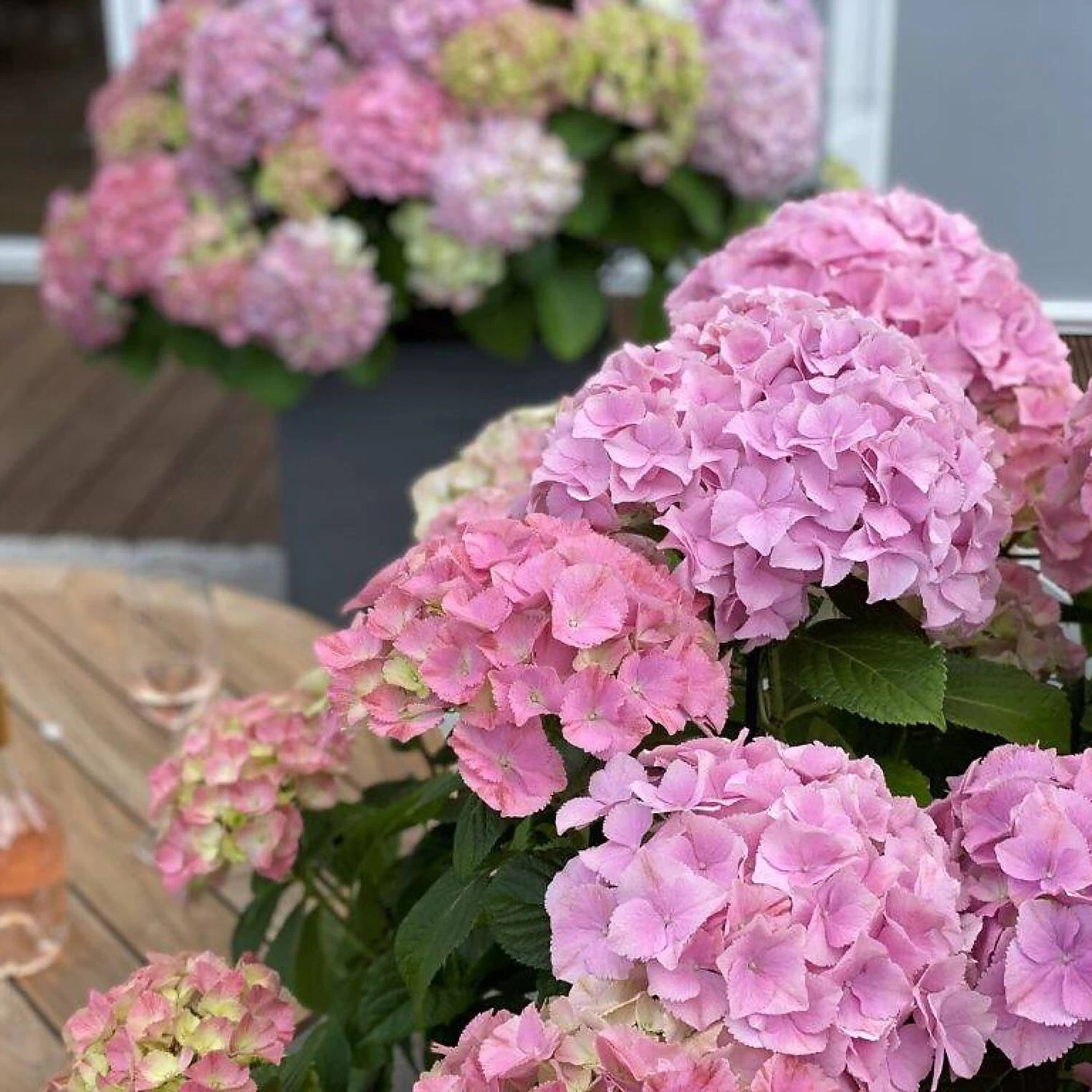 Hydrangea Macrophylla 'Dolly Buster' ® – Bild 2