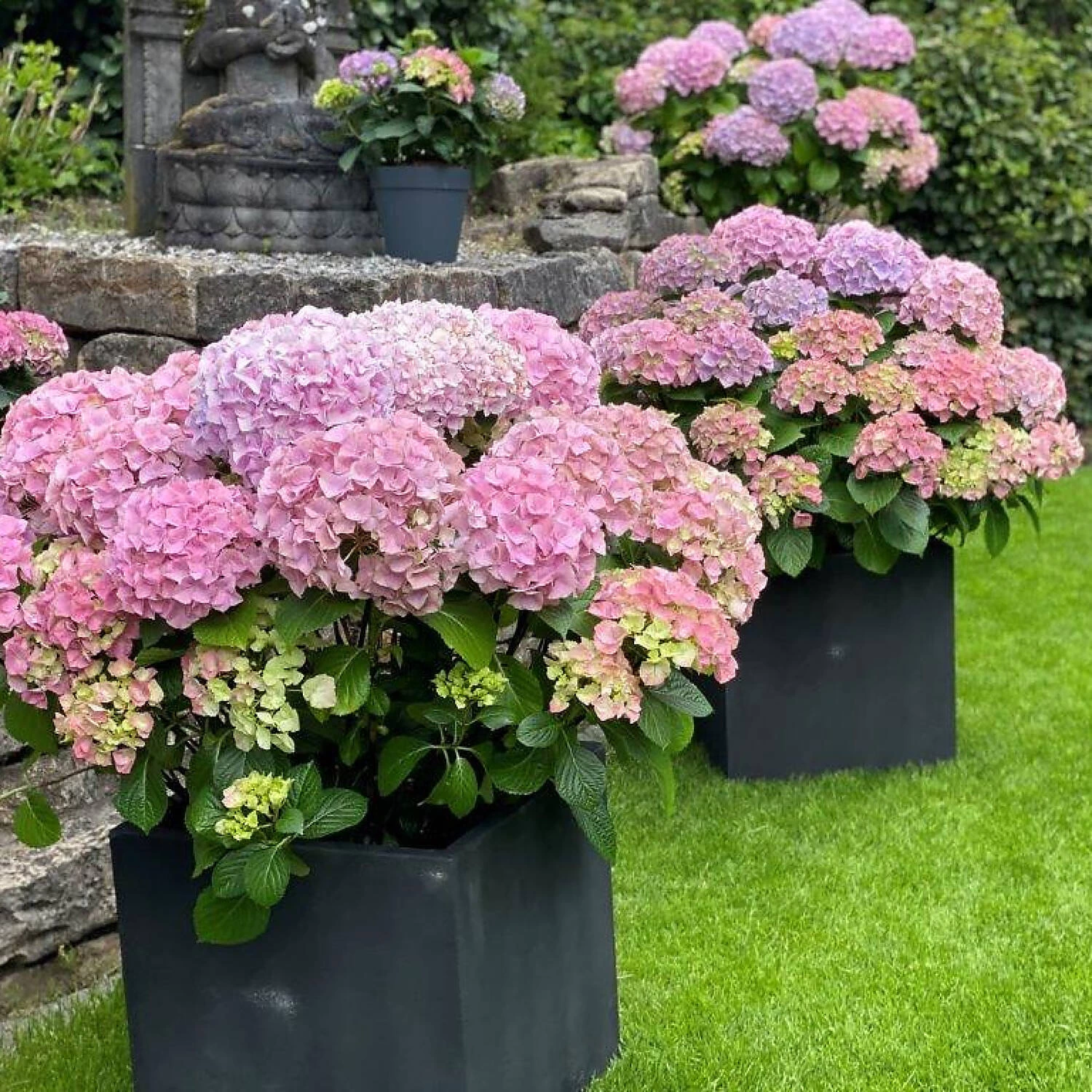 Hydrangea Macrophylla 'Dolly Buster' ® – Bild 3