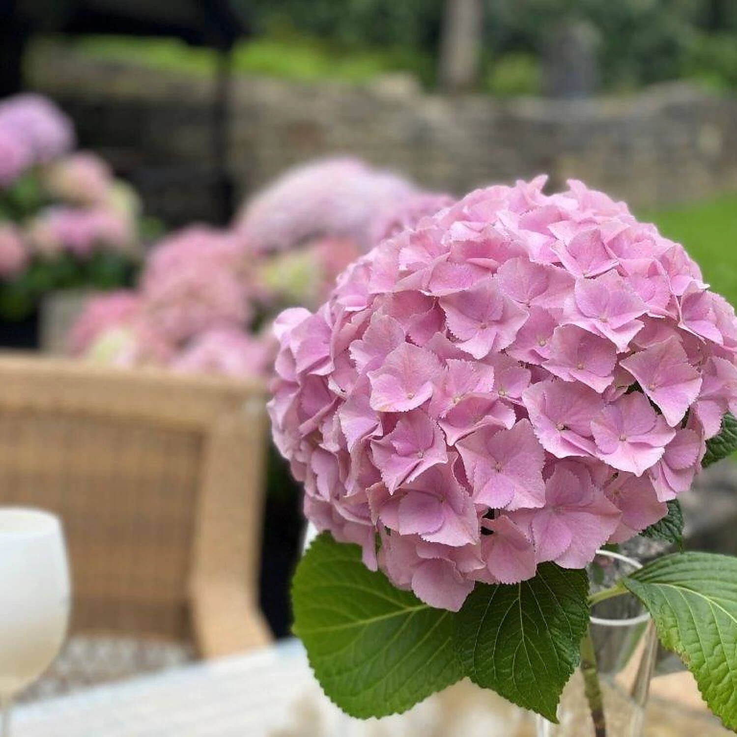 Hydrangea Macrophylla 'Dolly Buster' ® – Bild 4