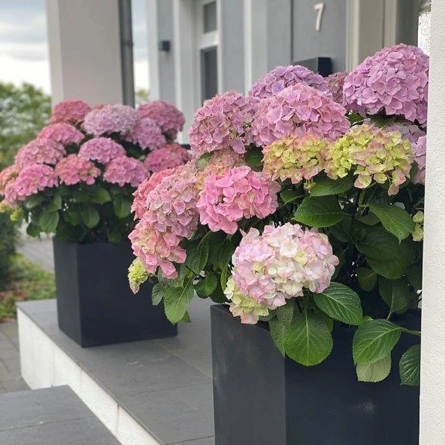 Hydrangea Macrophylla 'Dolly Buster' ® – Bild 5