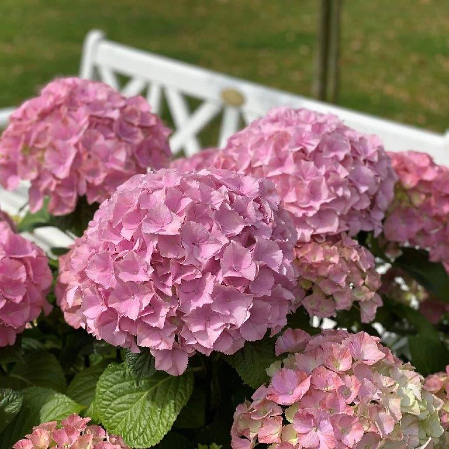 Hydrangea Macrophylla 'Dolly Buster' ® – Bild 6