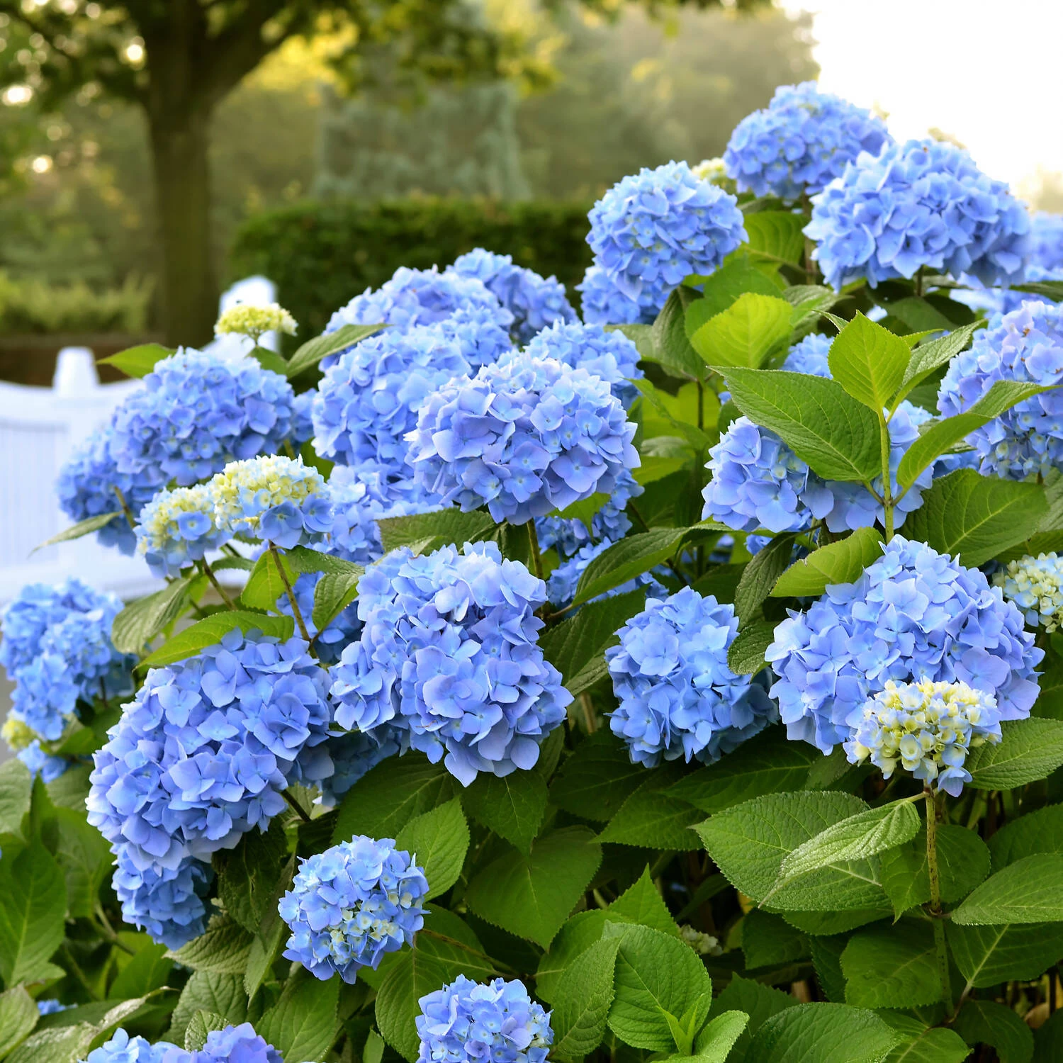 Hydrangea Macrophylla 'Endless Summer'® Blau