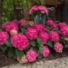 Hydrangea Macrophylla 'Endless Summer® 'Summer Love'