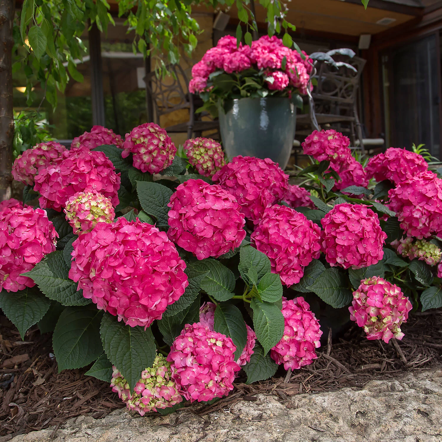 Hydrangea Macrophylla 'Endless Summer® 'Summer Love'