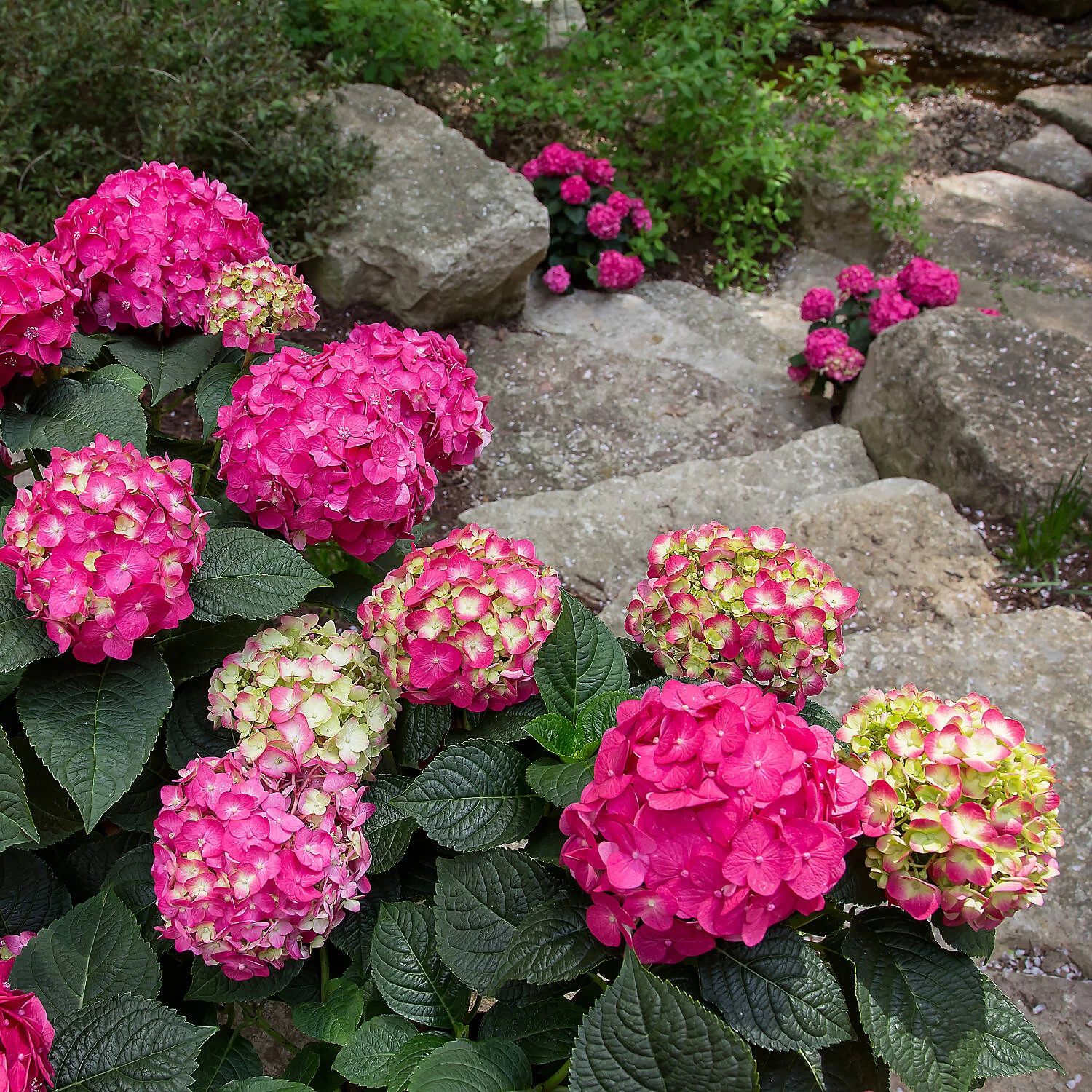Hydrangea Macrophylla 'Endless Summer® 'Summer Love' – Bild 2