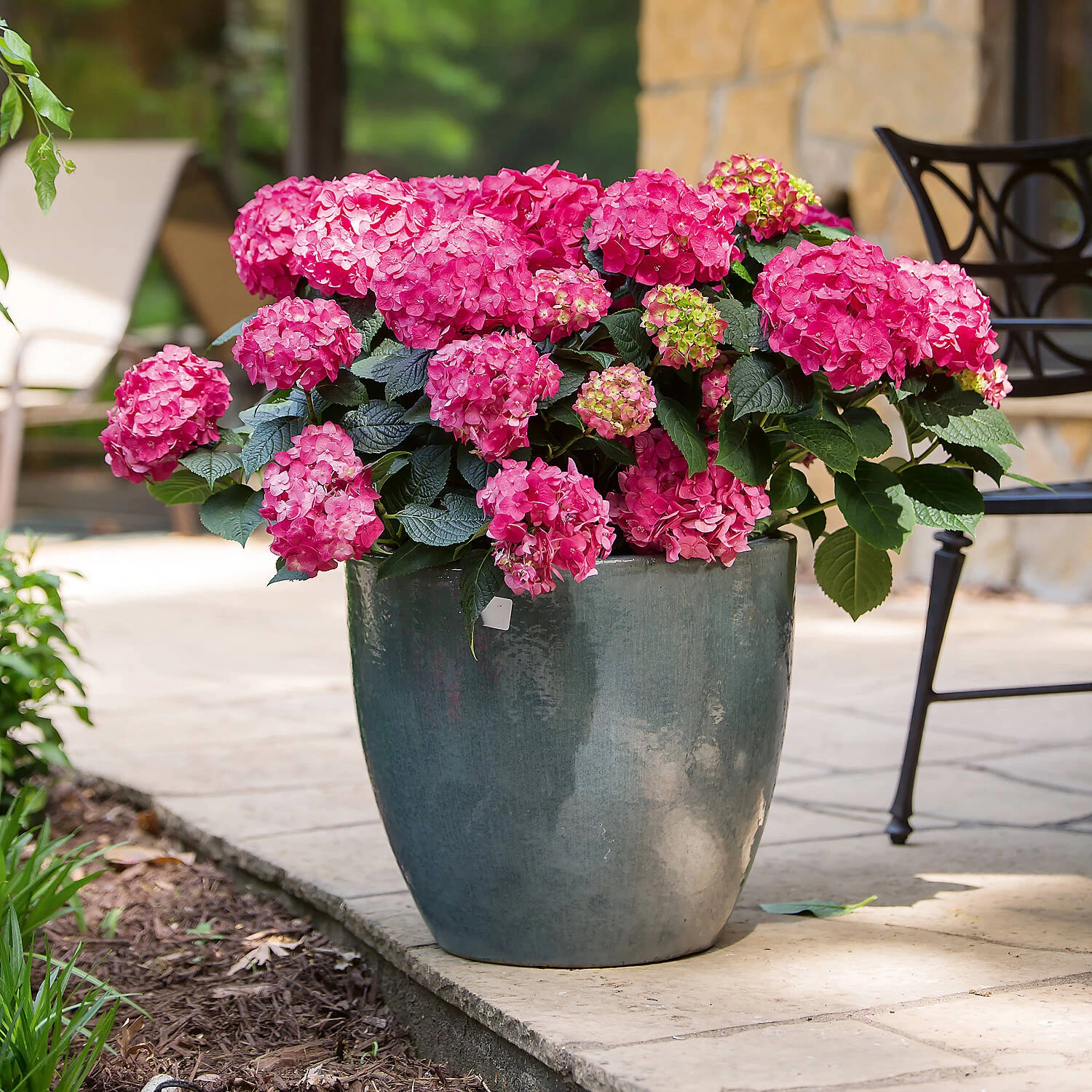 Hydrangea Macrophylla 'Endless Summer® 'Summer Love' – Bild 3