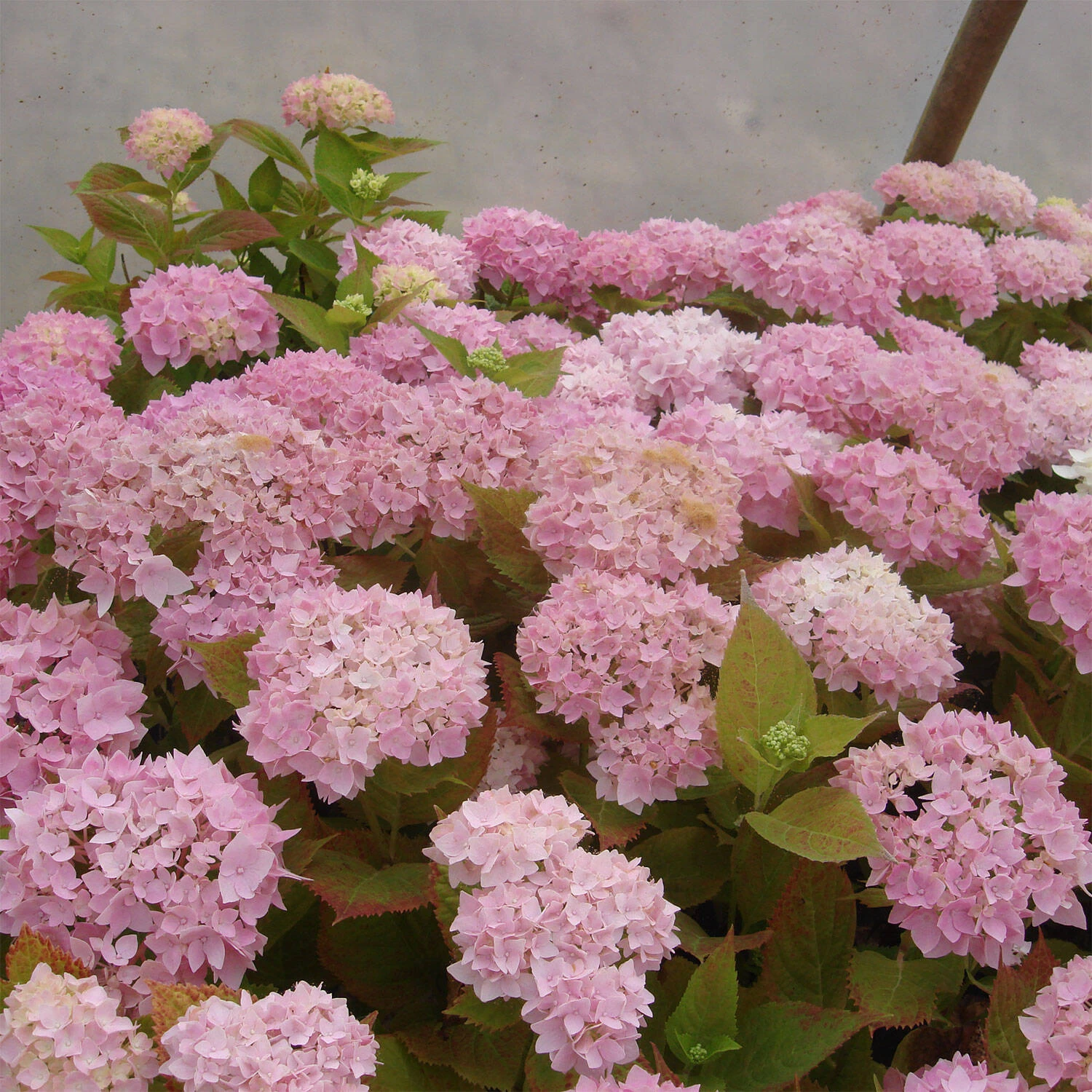 Hydrangea Macrophylla 'Endless Summer'® Rose – Bild 2