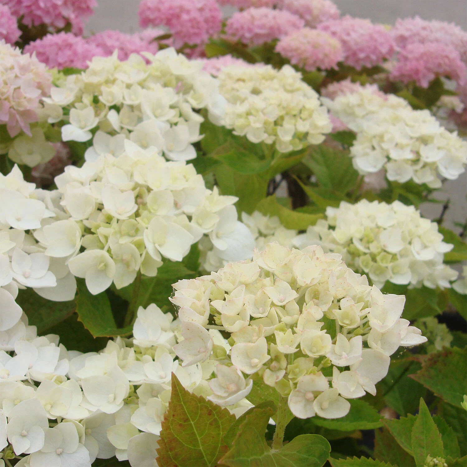 Hydrangea Macrophylla Endless Summer ® 'The Bride' – Bild 2