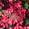 Hydrangea Macrophylla 'Kardinal'