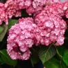 Hydrangea Macrophylla 'Miss Saori'
