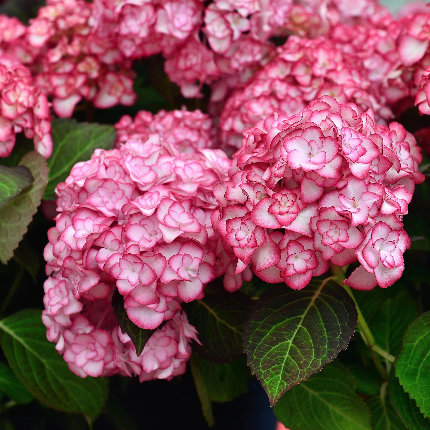 Hydrangea Macrophylla 'Miss Saori'