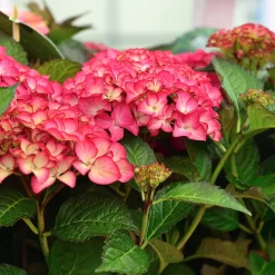 Hydrangea Macrophylla 'Red Angel'®