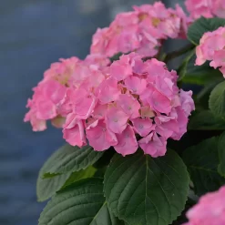 Hydrangea Macrophylla 'Rosita'