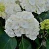 Hydrangea Macrophylla 'Schneeball'