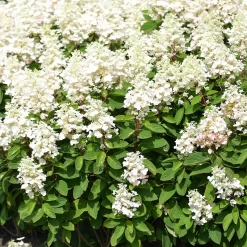 Hydrangea Paniculata 'Baby Lace'