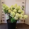 Hydrangea Paniculata 'Bobo'®