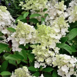 Hydrangea Paniculata 'Candlelight'®