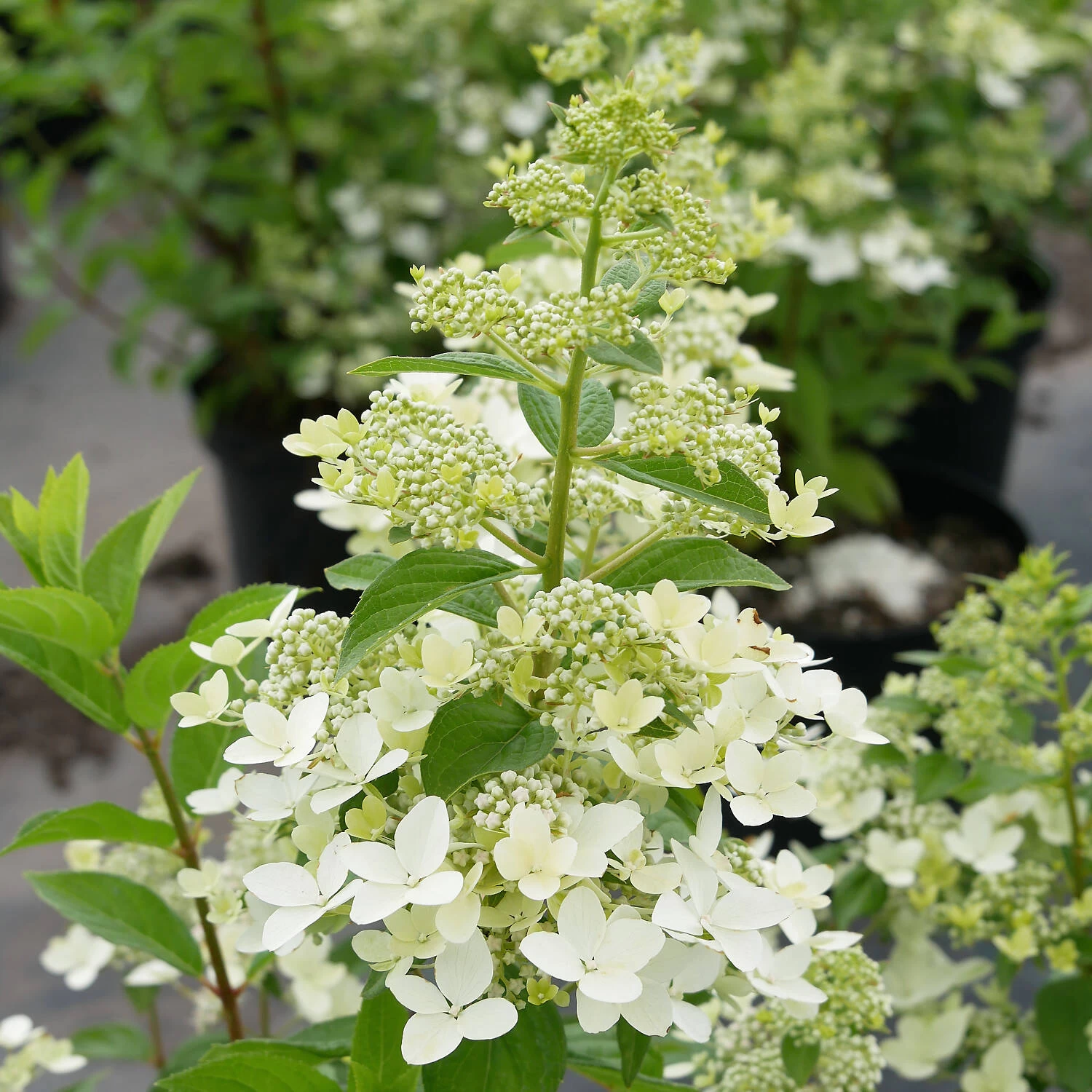 Hydrangea Paniculata 'Confetti'