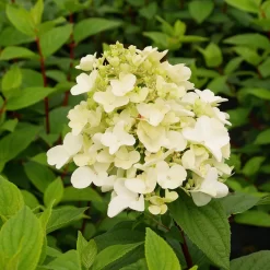 Hydrangea Paniculata 'Fire Light'