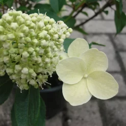 Hydrangea Paniculata 'Kyushu'