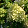 Hydrangea Paniculata 'Little Lime' ®