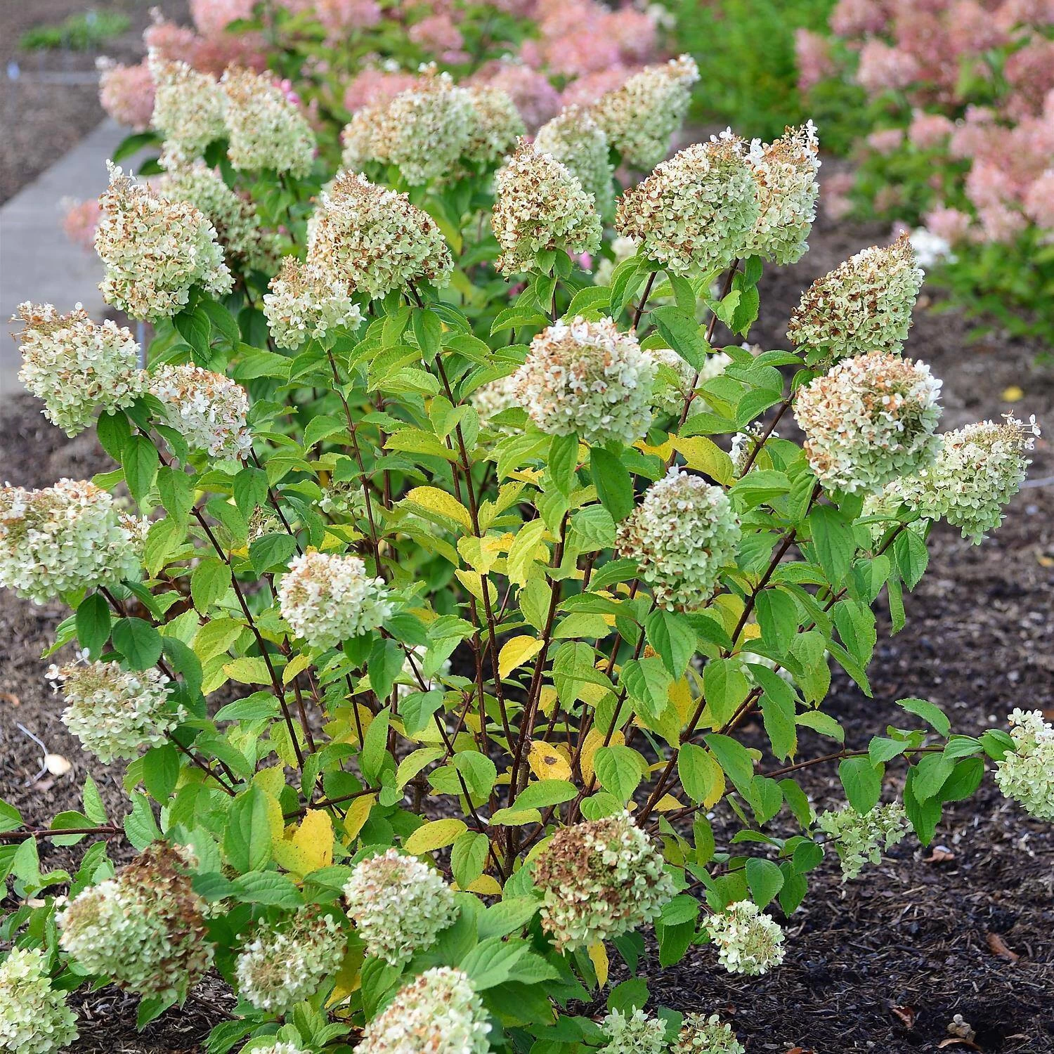 Hydrangea Paniculata 'Magical Moonlight' ® – Bild 2
