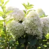 Hydrangea Paniculata 'Phantom'