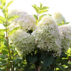 Hydrangea Paniculata 'Phantom'