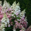Hydrangea Paniculata 'Pinky Winky' ®