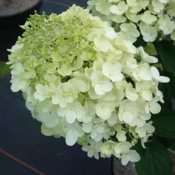Hydrangea Paniculata 'Silver Dollar'