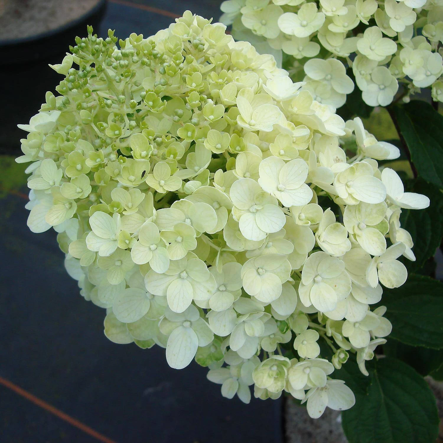 Hydrangea Paniculata 'Silver Dollar'