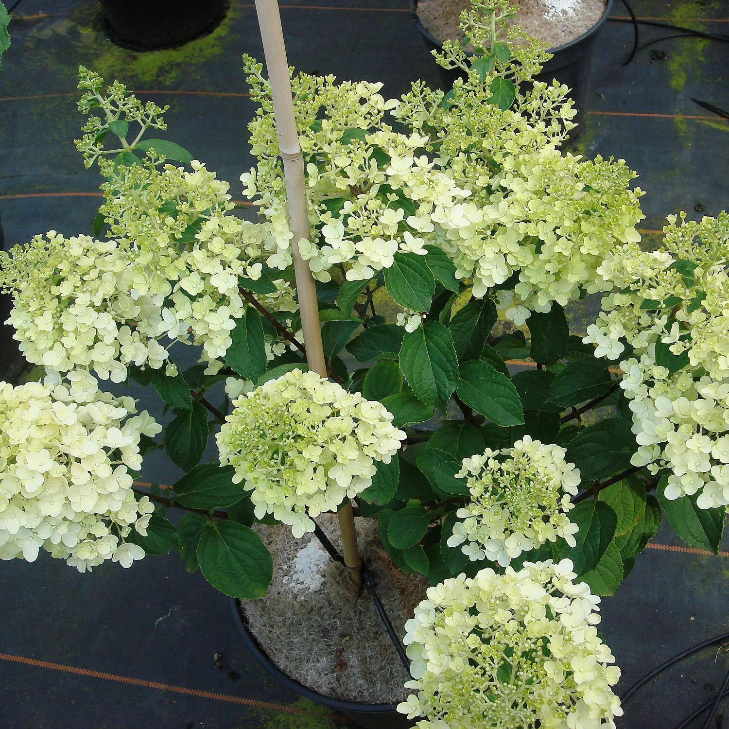 Hydrangea Paniculata 'Silver Dollar' – Bild 2