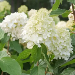 Hydrangea Paniculata 'Skyfall'®