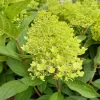 Hydrangea Paniculata 'Sweet Summer'
