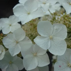 Hydrangea Quercifolia 'Burgundy'