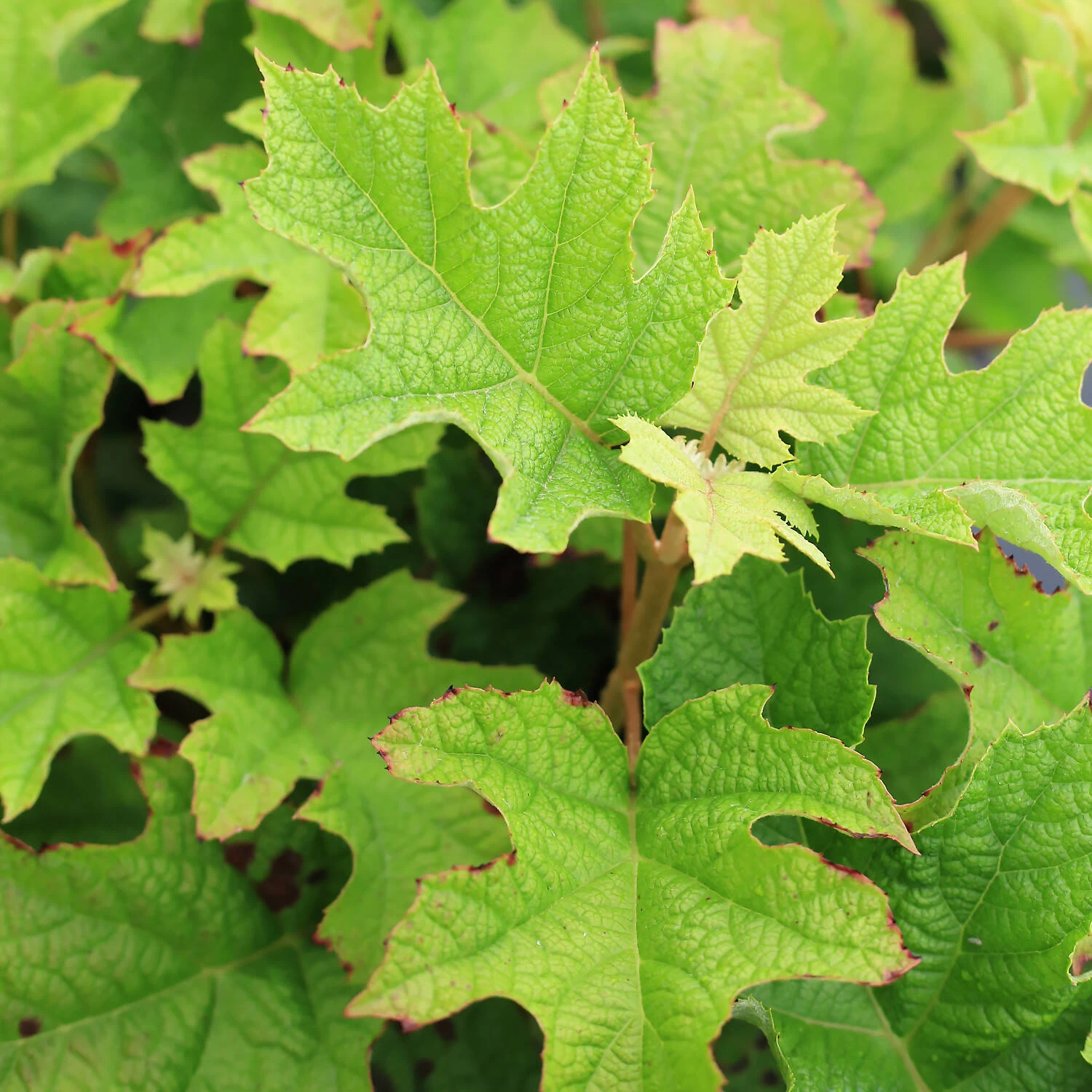 Hydrangea Quercifolia 'Ruby Slippers'