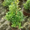 Ilex Aquifolium 'Alaska'