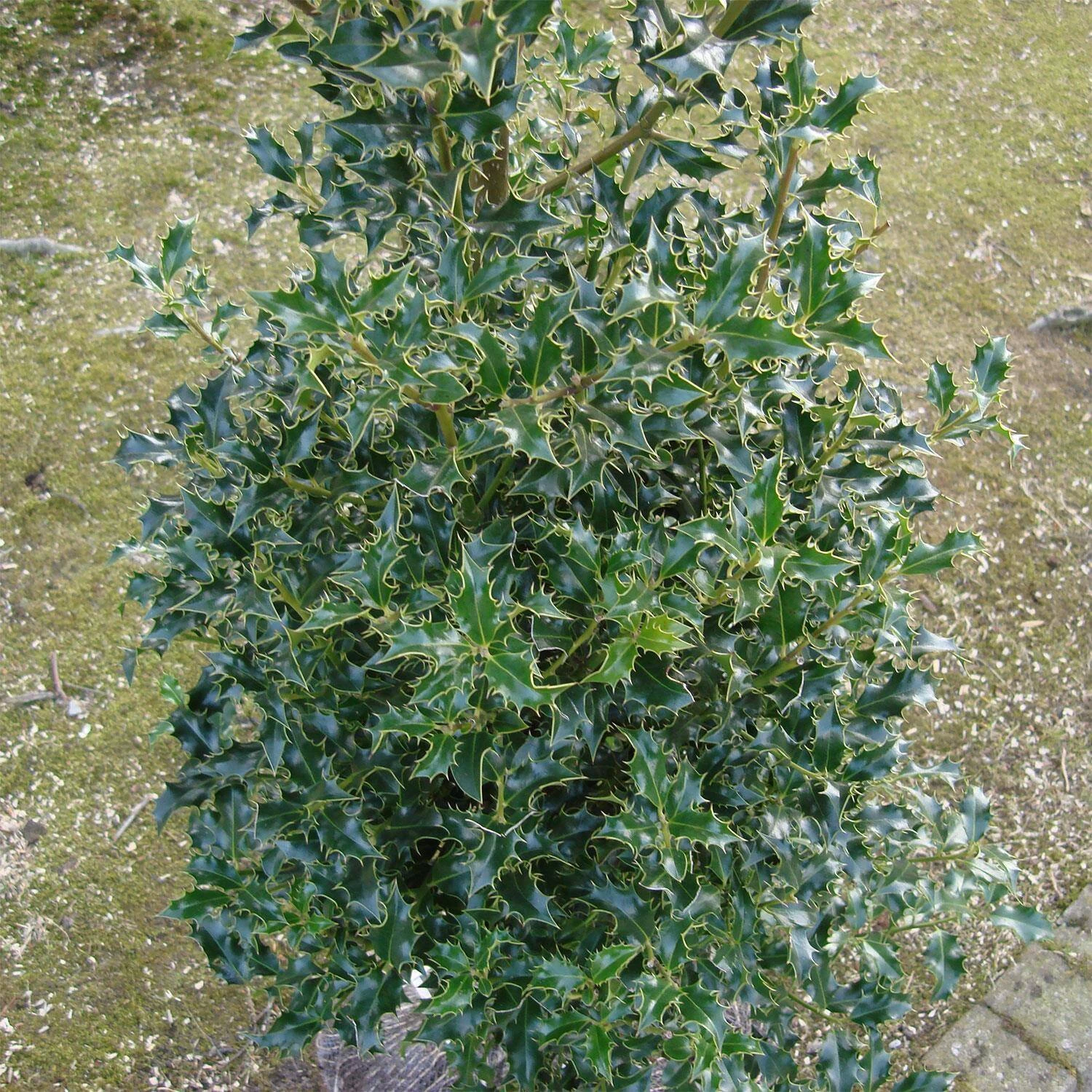 Ilex Aquifolium 'Alaska' – Bild 2