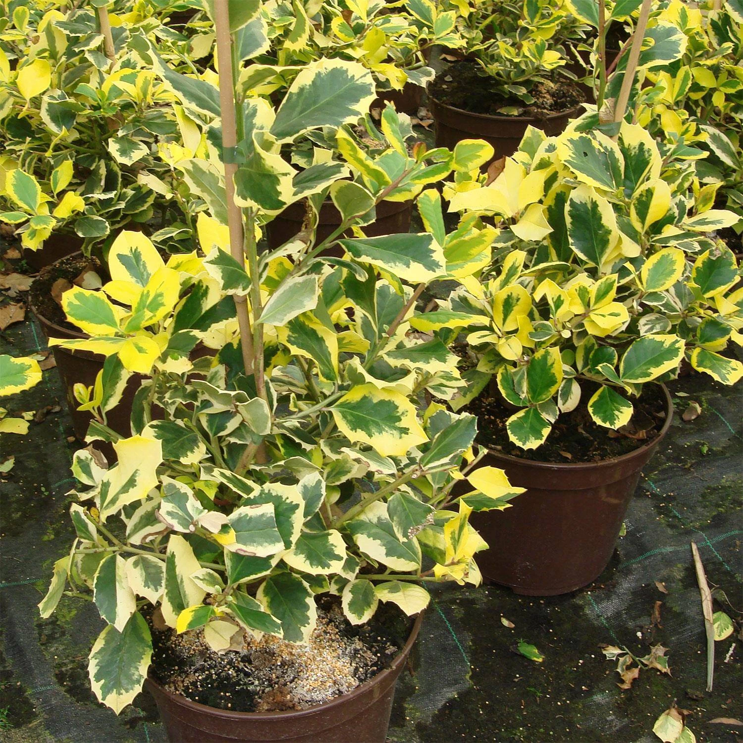 Ilex Aquifolium / Altaclerensis 'Golden King'