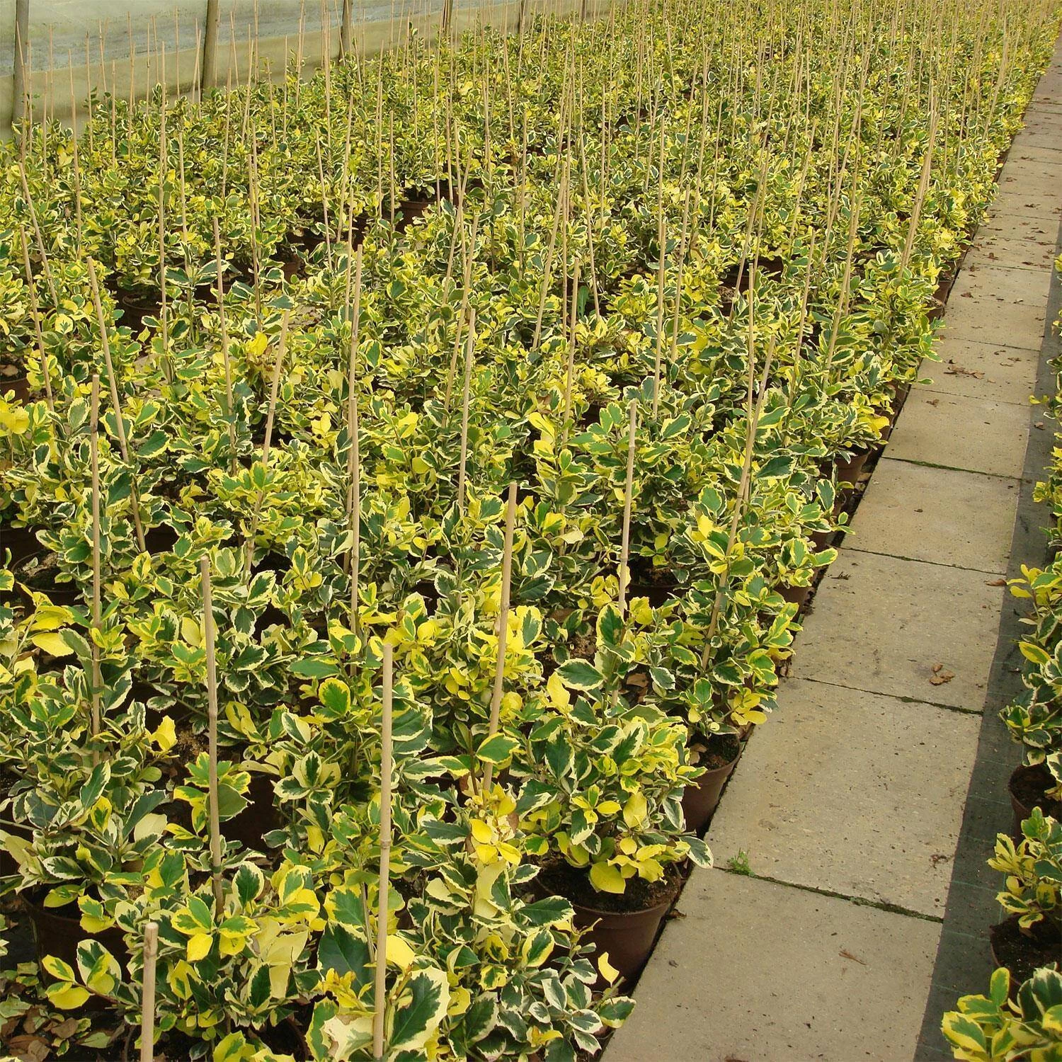 Ilex Aquifolium / Altaclerensis 'Golden King' – Bild 2