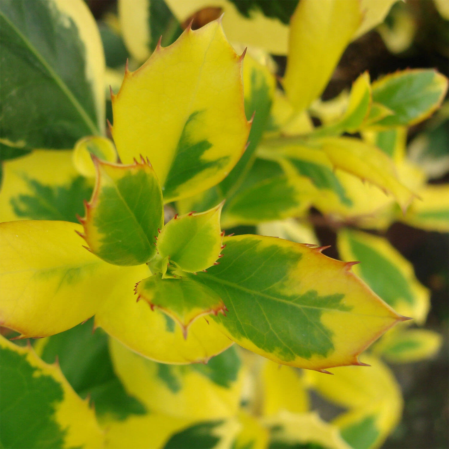 Ilex Aquifolium / Altaclerensis 'Golden King' – Bild 3