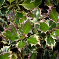 Ilex Aquifolium 'Argentea Marginata'