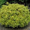 Ilex Aquifolium 'Golden Van Tol'