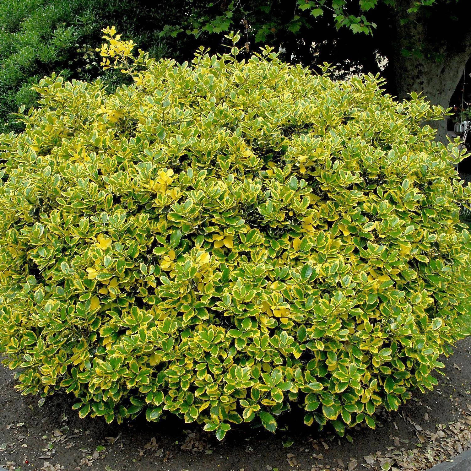 Ilex Aquifolium 'Golden Van Tol'