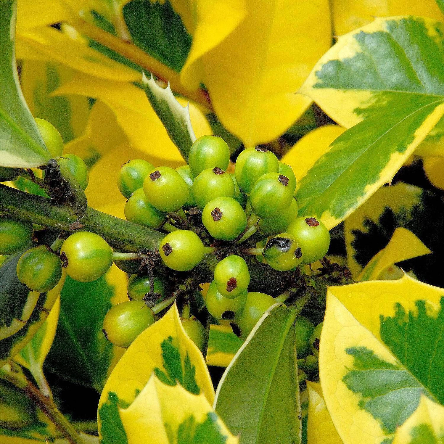 Ilex Aquifolium 'Golden Van Tol' – Bild 3
